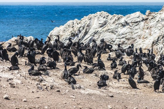 Cormorant Point