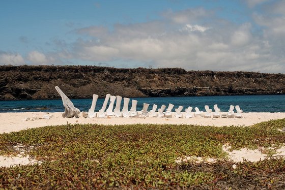 Mosquera Island 