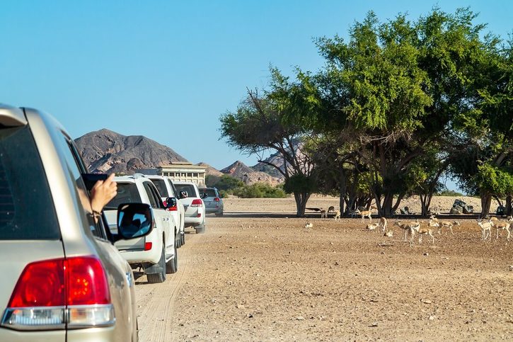 Sir Bani Yas - Safari park