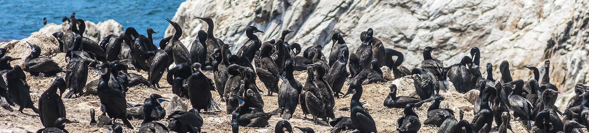 Cormorant Point